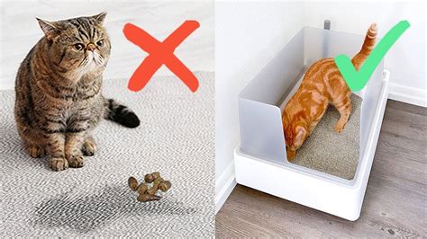 kittens won't use litter box